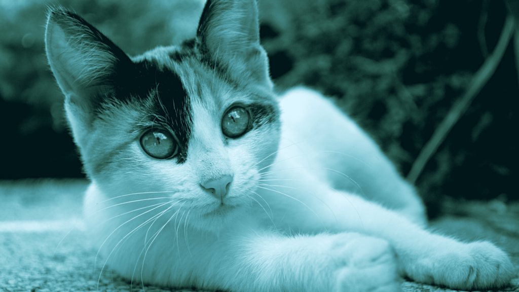sindrome vestibolare gatto