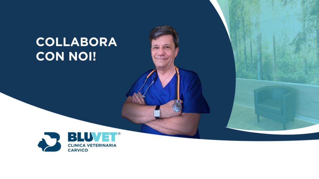 NUOVA JOB clinica veterinaria carvico