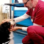 VISITE CLINCA VETERINARIA SAMBUCO