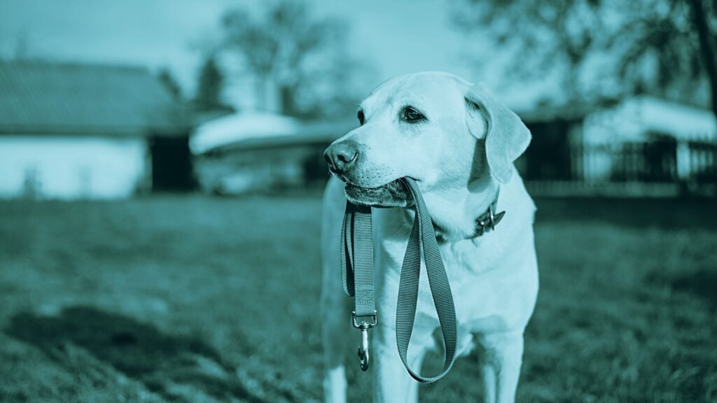 atrofia muscoalare massetere nel cane