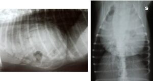 ernia peritoneopericardica in un cane (1)