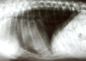 ernia peritoneopericardica in un cane (2)
