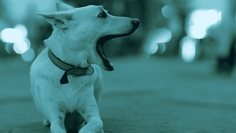 ernia peritoneopericardica nel cane