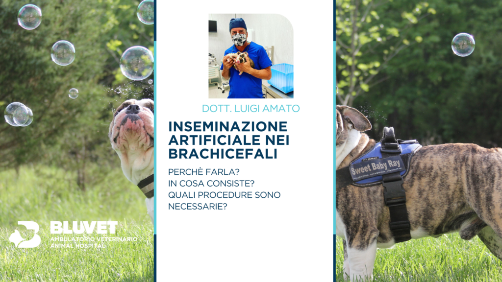 INSEMINAZIONE ARTIFICIALE