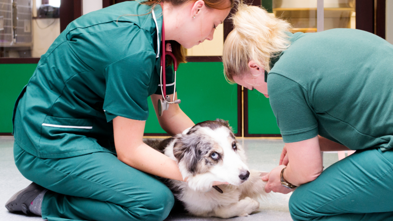 tecnico veterinario e rischi farsi aiutare