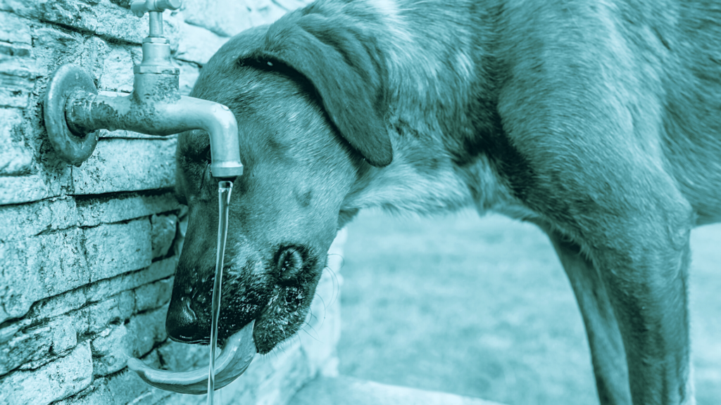 insufficienza renale cronica nel cane