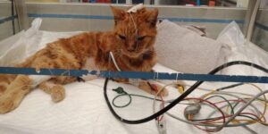 TERAPIA INTENSIVA CENTRO VETERINARIO BOLOGNESE GATTO FRONTE