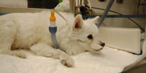 TERAPIA INTENSIVA CENTRO VETERINARIO BOLOGNESE SONDINO OSSIGENO