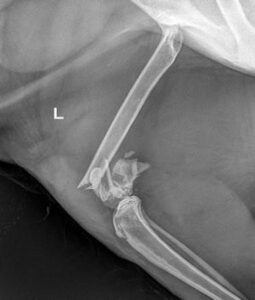 frattura comminuta femore distale intercondiloidea centro veterinario bolognese