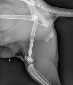 frattura comminuta femore distale intercondiloidea post operatorio centro veterinario bolognese