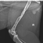 frattura comminuta femore gatto prossimale 3 centro veterinario bolognese