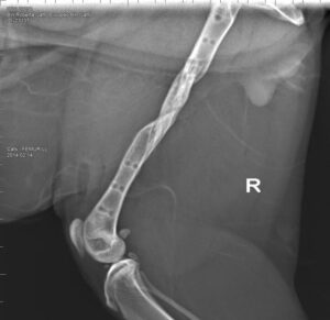frattura comminuta femore gatto prossimale 3 centro veterinario bolognese