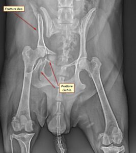 frattura del bacino cane centro veterinario bolognese