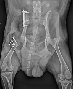frattura del bacino cane frontale post operatorio centro veterinario bolognese