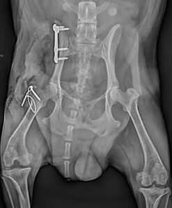frattura del bacino cane frontale post operatorio centro veterinario bolognese