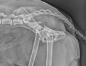 frattura del bacino cane laterale centro veterinario bolognese