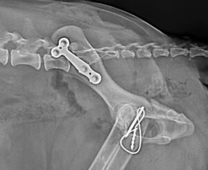 frattura del bacino cane laterale post operatorio centro veterinario bolognese