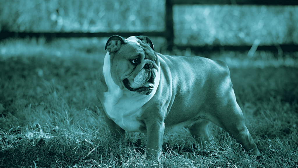 dermatite interdigitale del bulldog