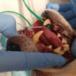 clinica veterinaria carvico detartrasi nel cane (1)