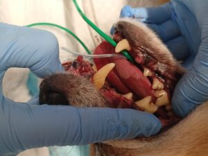 clinica veterinaria carvico detartrasi nel cane (1)