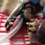 clinica veterinaria carvico detartrasi nel cane (2)