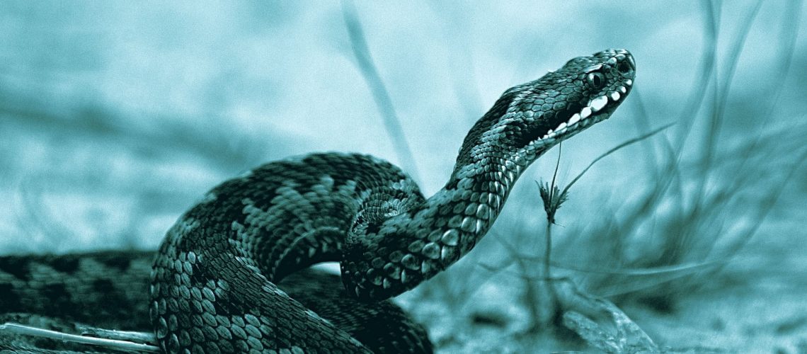 MORSO DI VIPERA NEL CANE COSA FARE