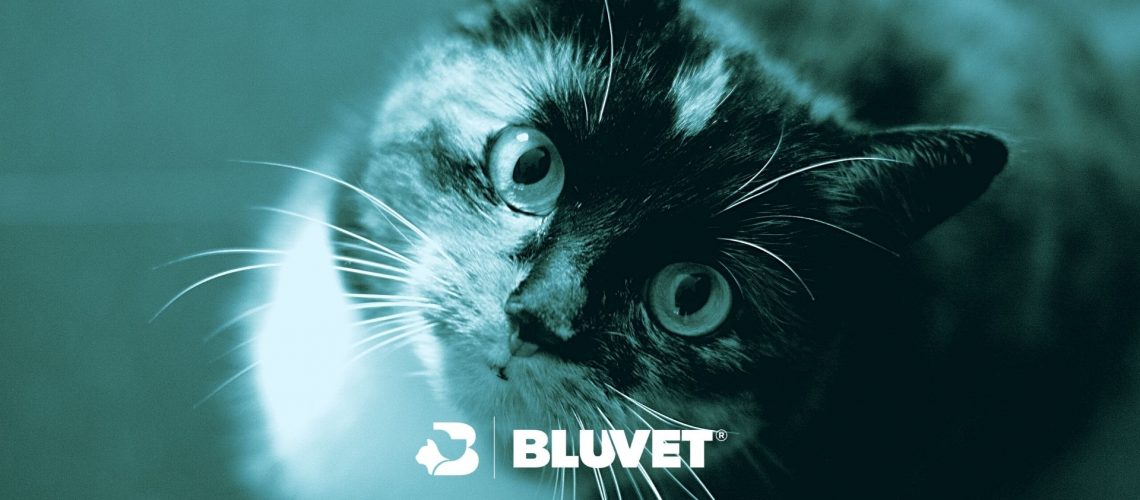 PARASSITI GATTO IMMAGINE IN EVIDENZA