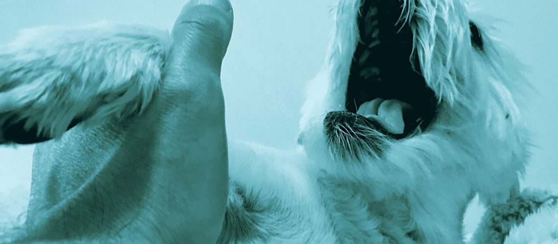 Terapia del dolore in veterinaria