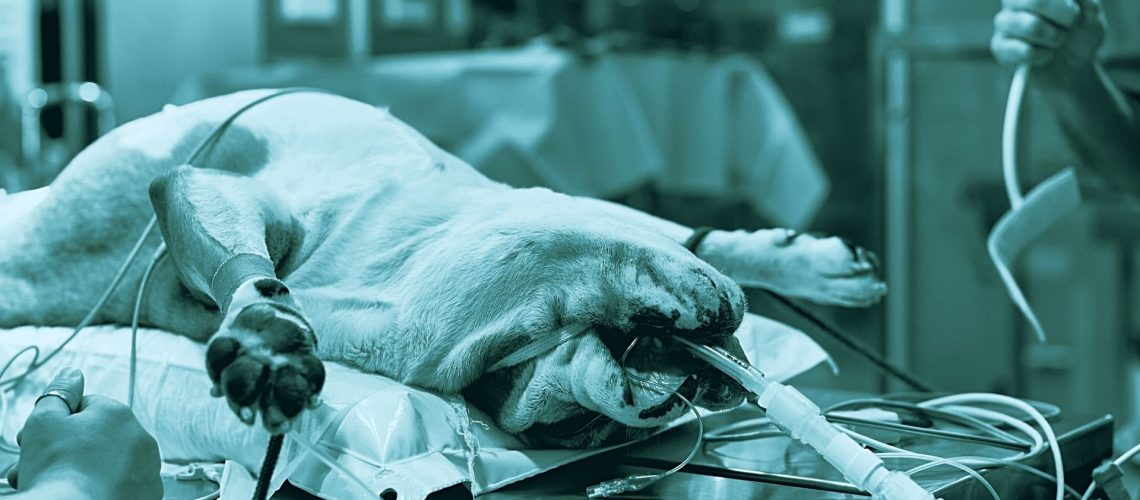 anestesia gassosa veterinaria