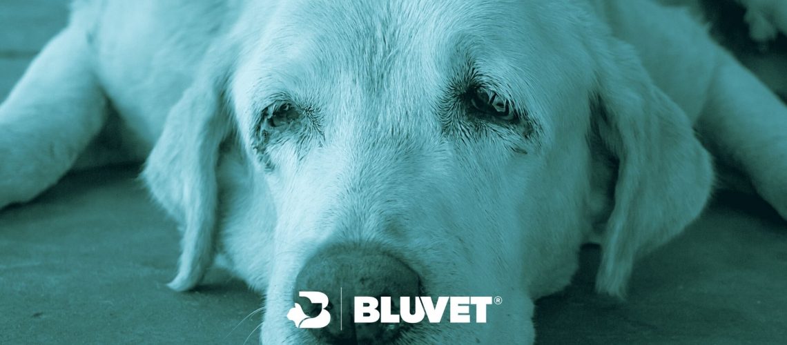 Disorder Antipoison Big 3 cose da fare per il tuo cane o gatto anziano | BluVet
