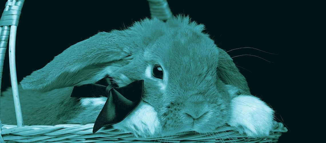 cibi pericolosi per il coniglio
