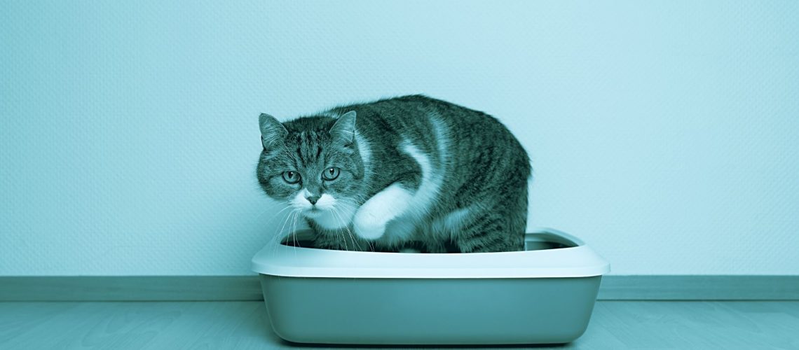 come abituare il gatto alla lettiera