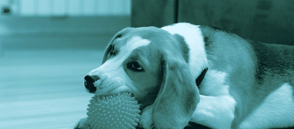 come scegliere il masticativo per cani