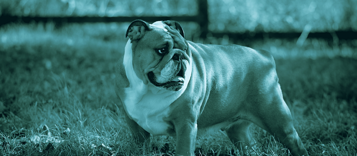 dermatite interdigitale del bulldog