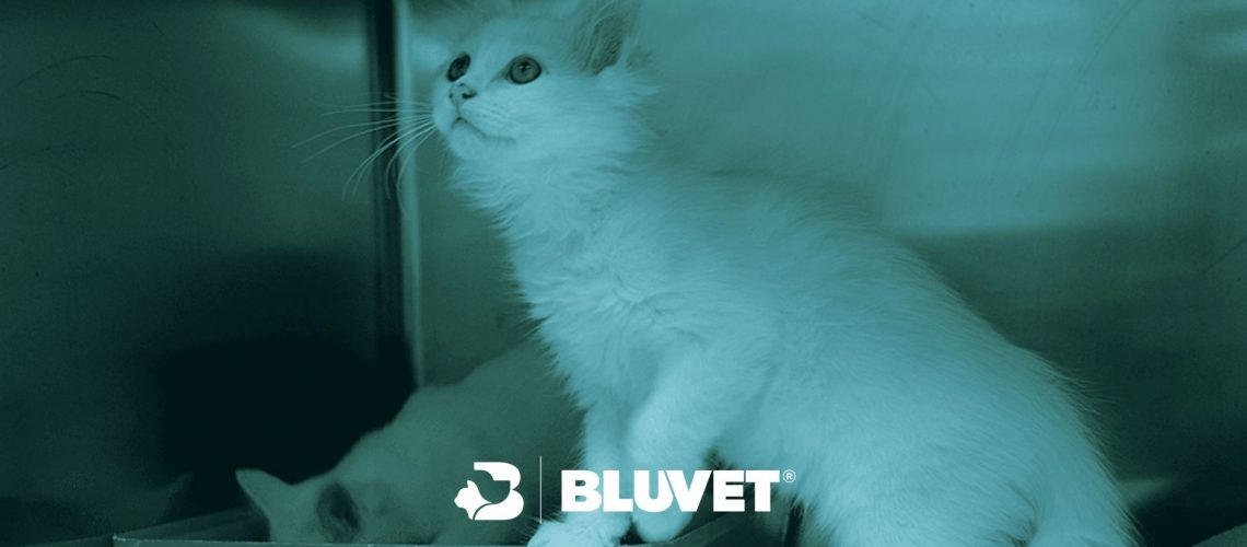 gattino da svezzare clinica veterinaria centrale BLUVET