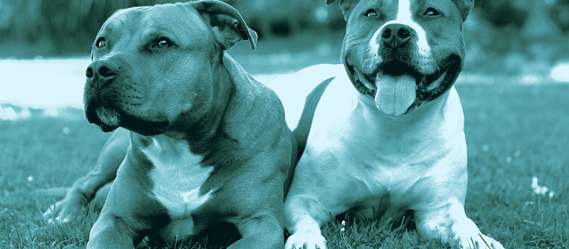 malattie trasmesse da zecche nel cane