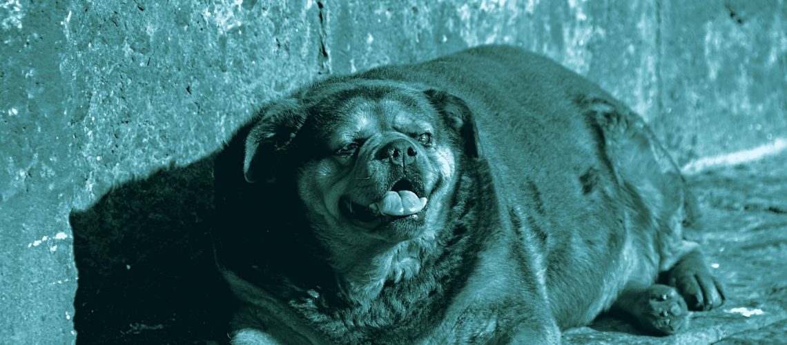 obesità cane e gatto