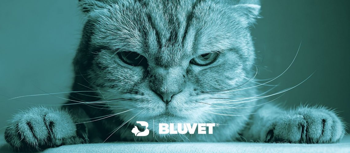 sterilizzazione gatto maschio