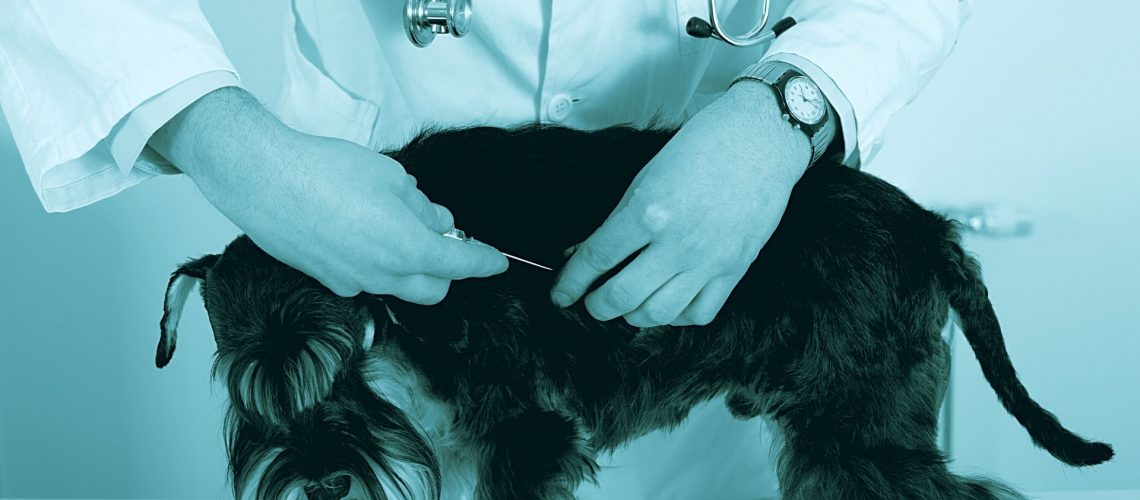 vaccinazioni del cane